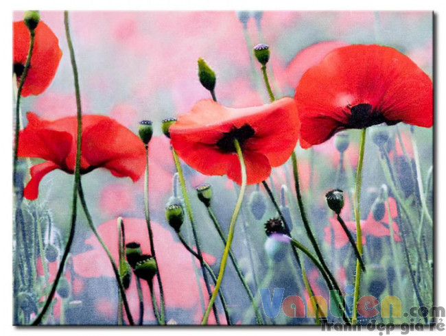 Poppy Khoe Sắc M0928