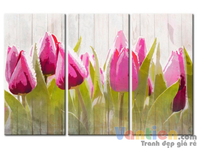 Tulip Khoe Sắc M1205