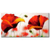 Những Cánh Hoa Poppy Khoe Sắc M0793