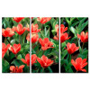 Tulip Khoe Sắc M1208